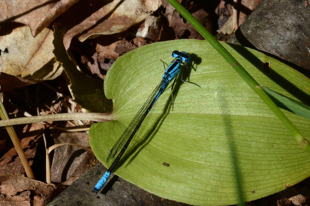 007 2017-06287700 Broad Meadow Brook, MA.JPG - Azure Bluet Damselfly (Enallagma aspersum). Broad Meadow Brook Wildlife Sanctuary, MA, 6-28-2017